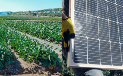 PROGETTIAMO SOLUZIONI PER LA SOSTENIBILITÀ DELL’IMPRESA AGRICOLA – GLI IMPIANTI AGRIVOLTAICI